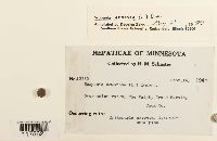 Scapania nemorea image