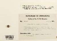 Scapania nemorea image