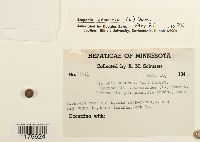 Scapania nemorea image