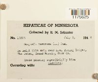 Scapania nemorea image