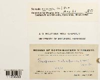 Scapania nemorea image