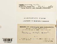 Scapania nemorea image