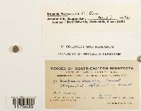 Scapania nemorea image