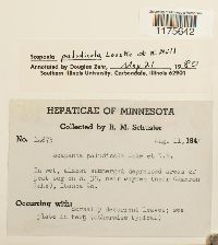 Scapania paludicola image