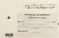 Scapania subalpina image