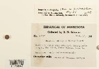 Scapania subalpina image