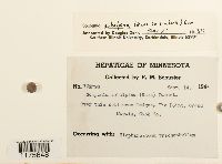 Scapania subalpina image