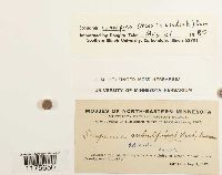 Scapania subalpina image