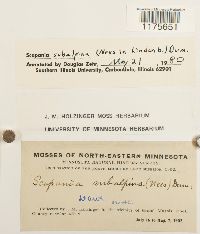 Scapania subalpina image