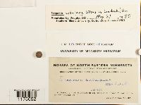 Scapania subalpina image