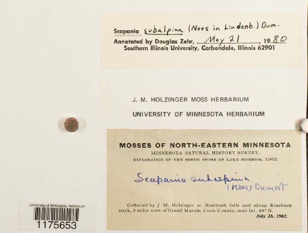 Scapania subalpina image