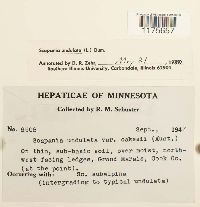 Scapania undulata image