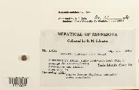 Scapania undulata image