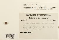 Scapania undulata image