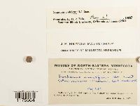 Scapania undulata image