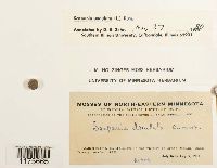 Scapania undulata image