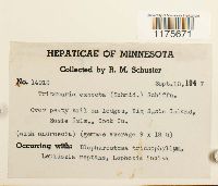 Tritomaria exsecta image