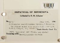 Tritomaria exsectiformis image