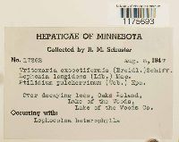 Tritomaria exsectiformis image