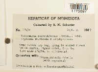 Tritomaria exsectiformis image