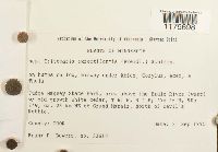 Tritomaria exsectiformis image