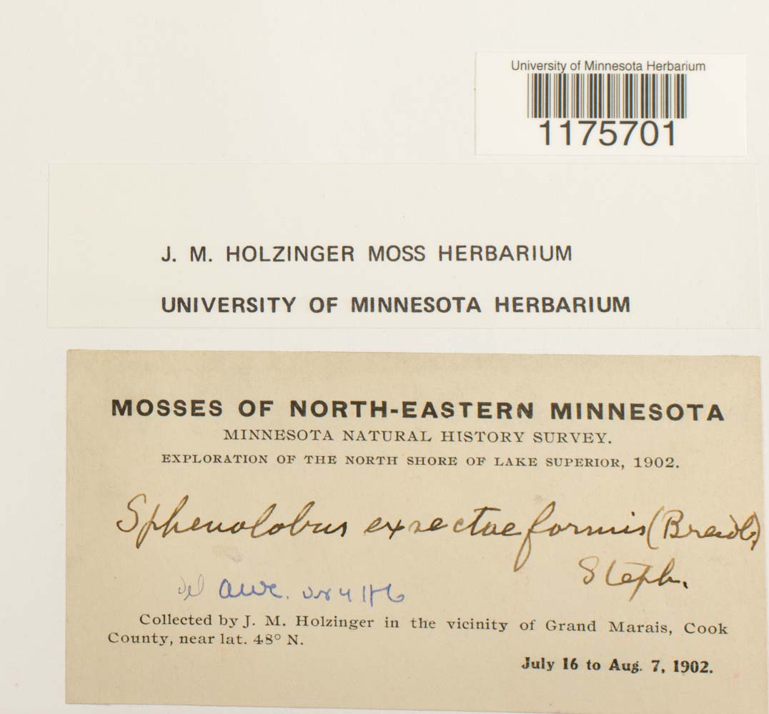 Tritomaria exsectiformis image