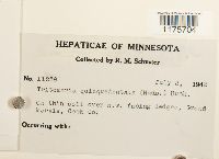 Tritomaria quinquedentata image