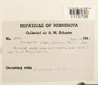 Tritomaria quinquedentata image