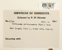 Thumbnail image of current specimen