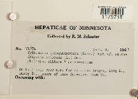 Tritomaria quinquedentata image