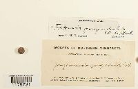 thumbnail image of current specimen