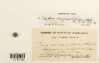 Tritomaria quinquedentata image