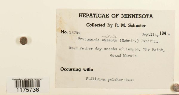 Tritomaria scitula image