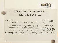 Tritomaria scitula image