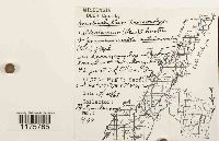 Crossocalyx hellerianus image