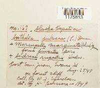 Anthelia julacea image