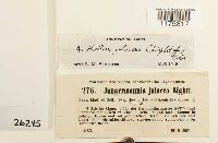 Anthelia julacea image