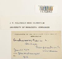 Phaeoceros laevis image