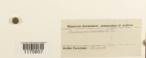 Anthoceros venosus image