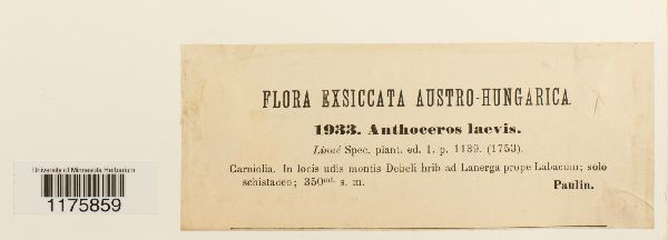 Phaeoceros laevis image