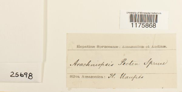 Arachniopsis pecten image