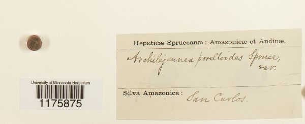 Archilejeunea badia image