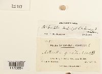 Mannia gracilis image