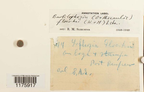 Neoorthocaulis floerkei image