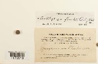 Neoorthocaulis floerkei image