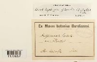 Neoorthocaulis floerkei image