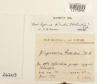 Neoorthocaulis floerkei image