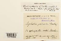 Schljakovia kunzeana image