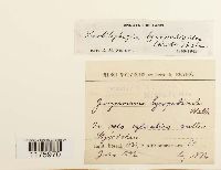 Thumbnail image of current specimen