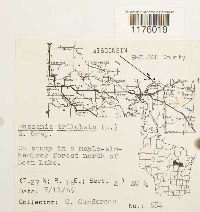 Bazzania trilobata image